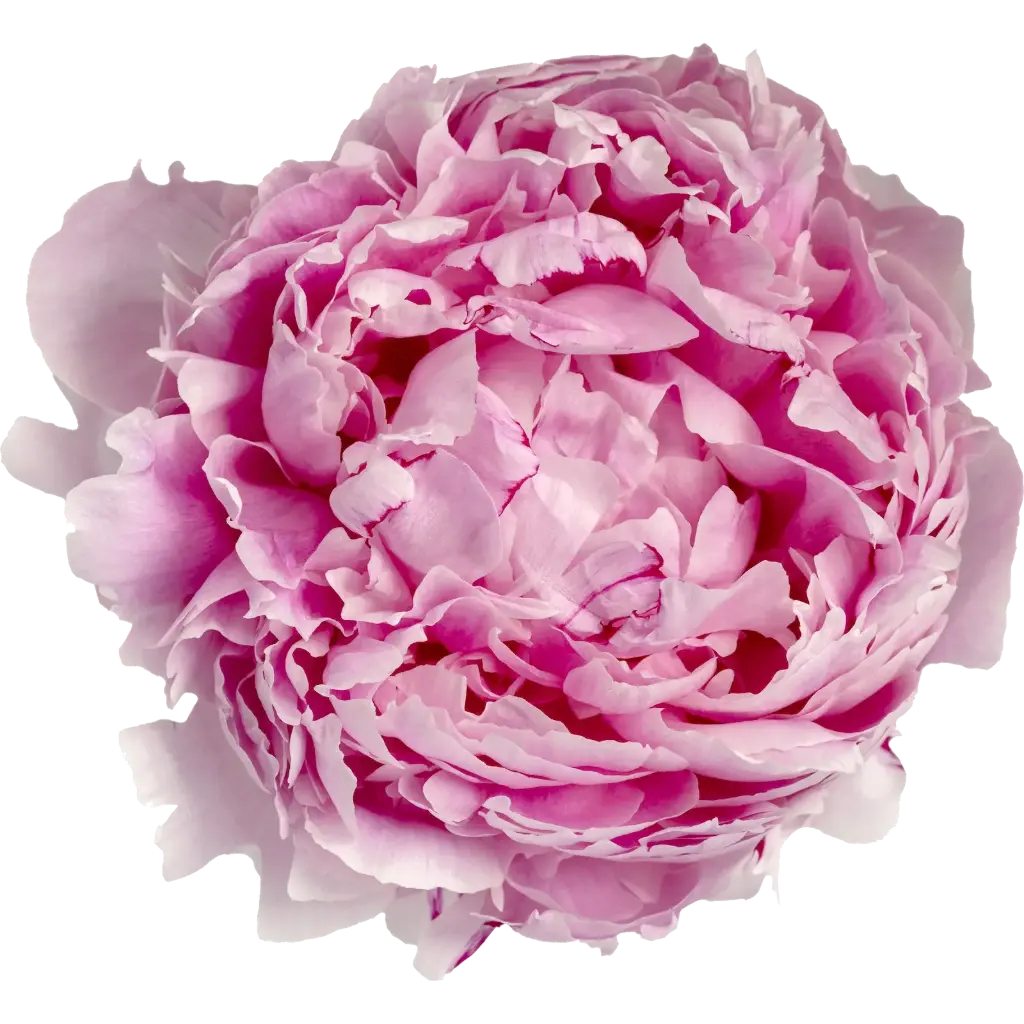 V26 Peonies Pink Sarah Bernhart (Per Stem)