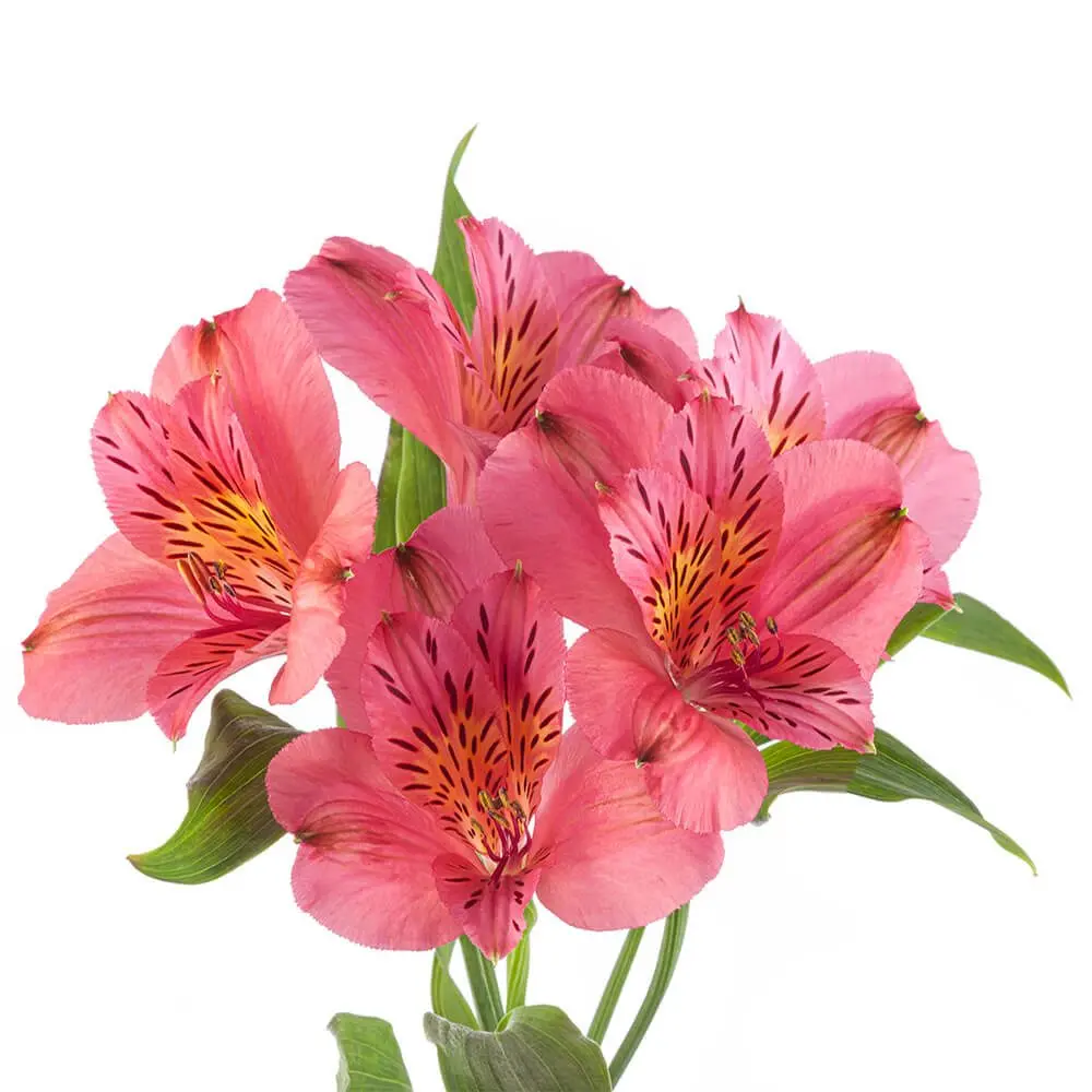 Alstroemerias Bi-Color Medium Pink 