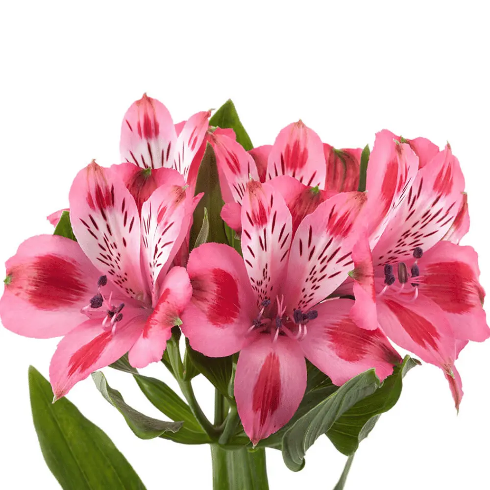 Alstroemerias Variegated Medium Pink 