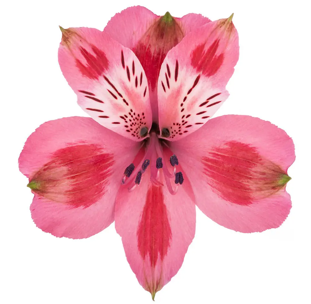 Alstroemerias Variegated Pink 