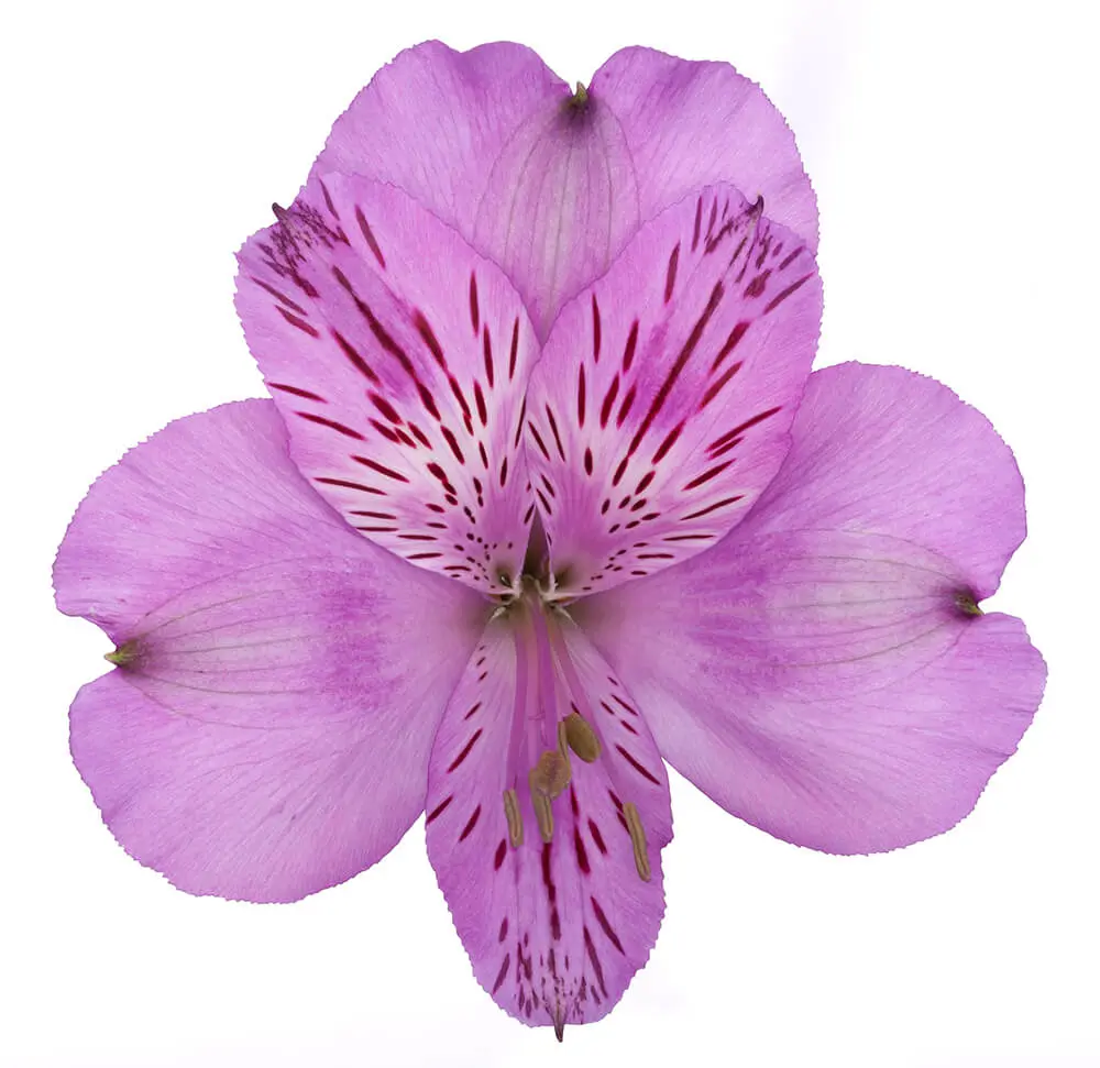 80cm Alstroemerias Lilac Florentina