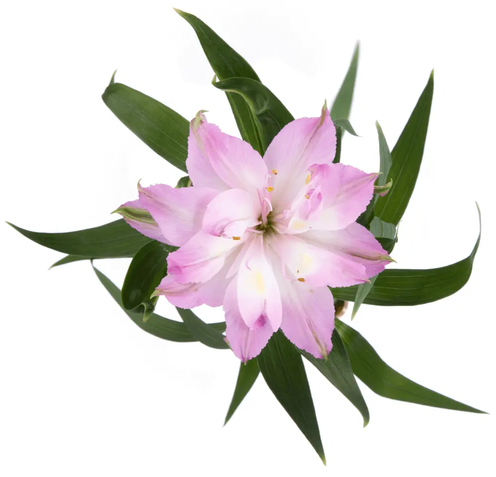 Astranovas Light Pink Cursa