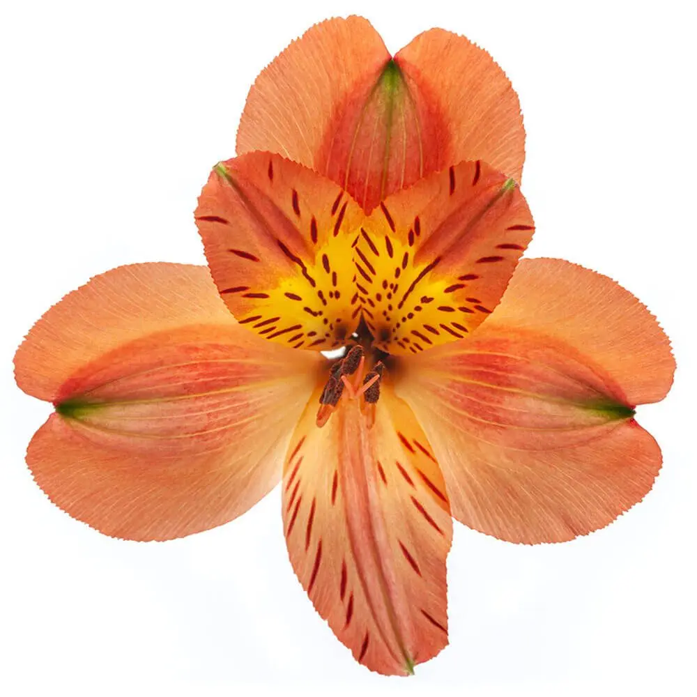 80cm Alstroemerias Orange Hot Party