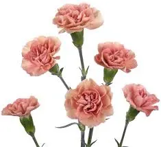 Mini Carnations Peach Atacama