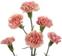 Mini Carnations Peach Atacama