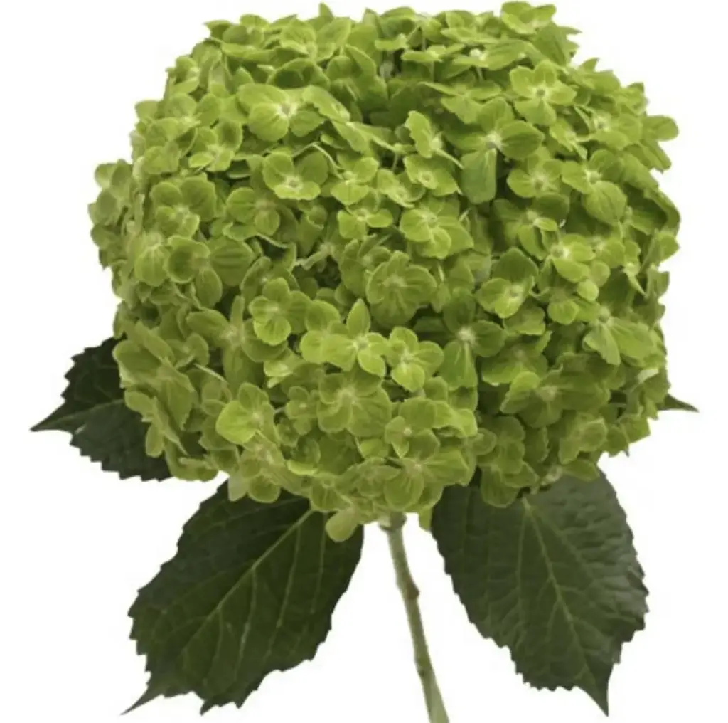 Hydrangeas Emerald Green 