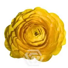 (C) V26 40cm Ranunculus Elegance Giallo Yellow 