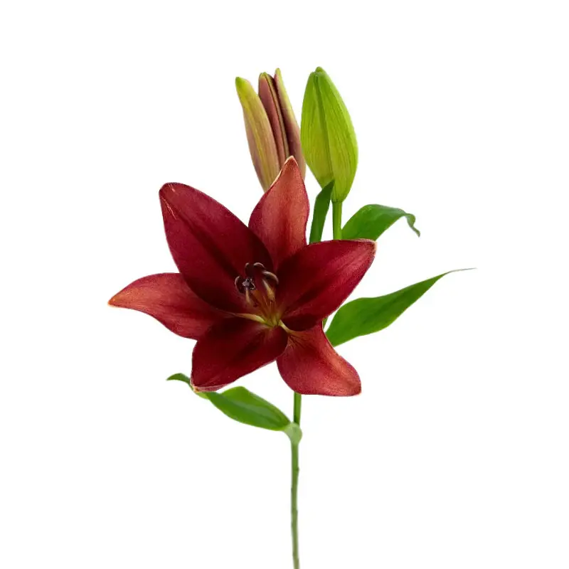 Asiatic Lily Red