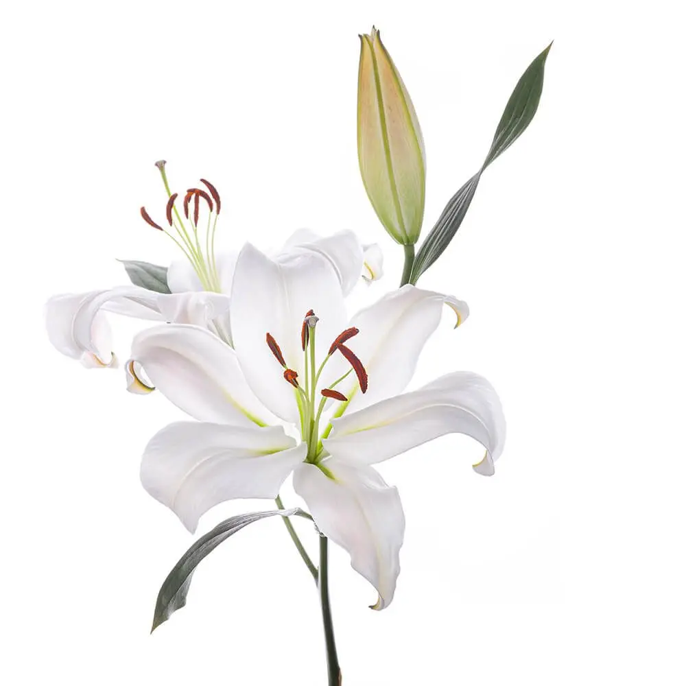 V26 Oriental Lilies White Zambesi 