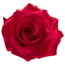 40cm Roses Deep Pink V.I.  