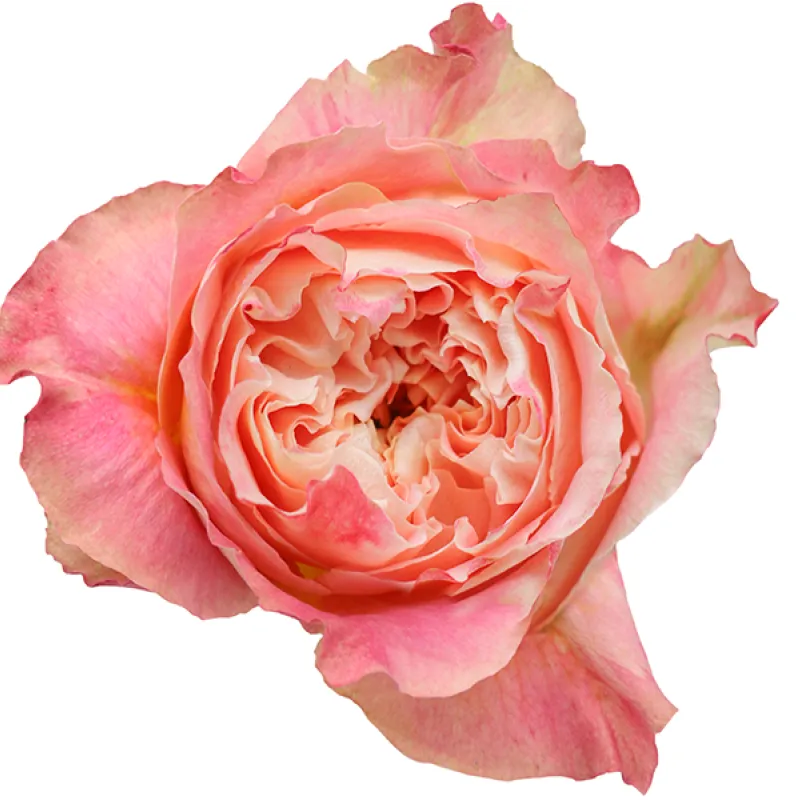 40cm Garden Roses Light Peach Country Louise