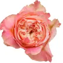 40cm Garden Roses Light Peach Country Louise