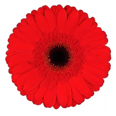 Gerberas Red Inferno (10ST)