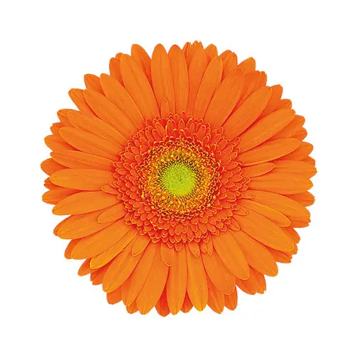 Gerbera Majuana Light Orange 