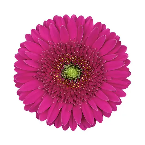 Gerberas Dark Pink (10ST)