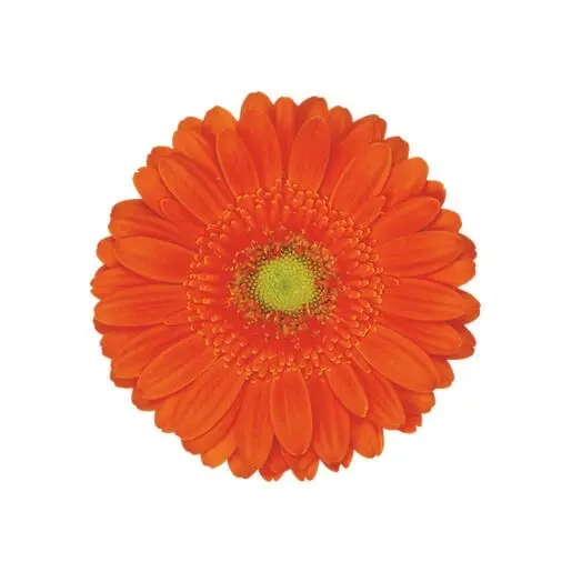 Gerberas Orange (10ST)
