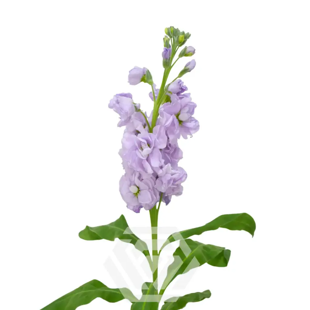 Stock Lavender - 10 stems