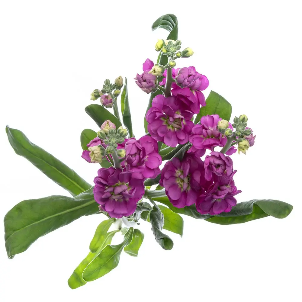 Stock Medium Pink - 10 stems  
