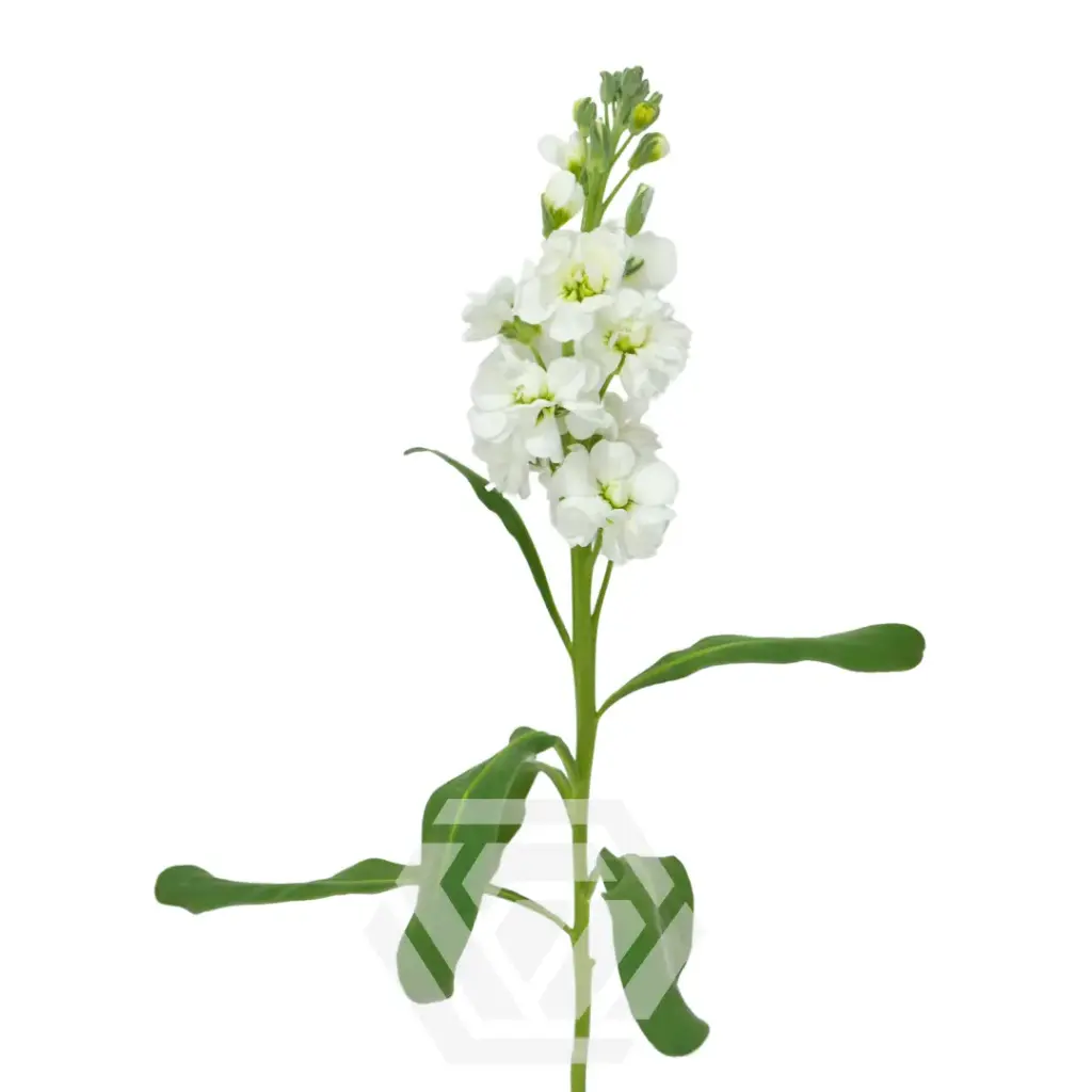 Stock White - 10 stems  