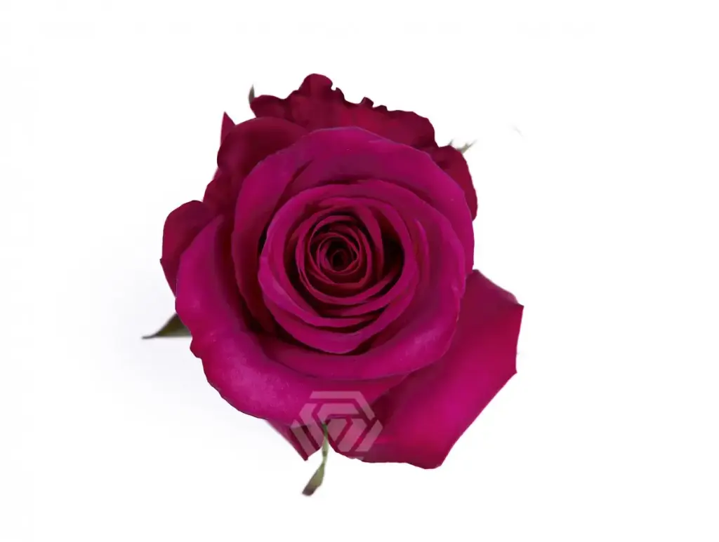 40cm Roses Purple Roseberry