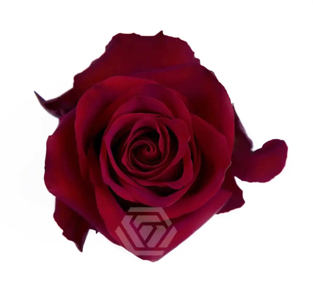 40cm Roses Red Explorer 