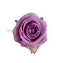 50cm Roses Lavender Cool Water 