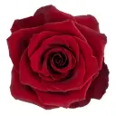 50cm Roses Dark Red Explorer 