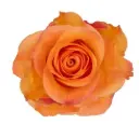 50cm Roses Orange Joy 
