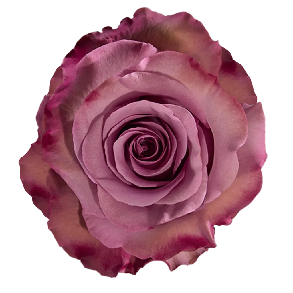 40cm Roses Dark Lavender Govinda