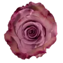 40cm Roses Dark Lavender Govinda