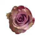 50cm Roses Lavender Govinda