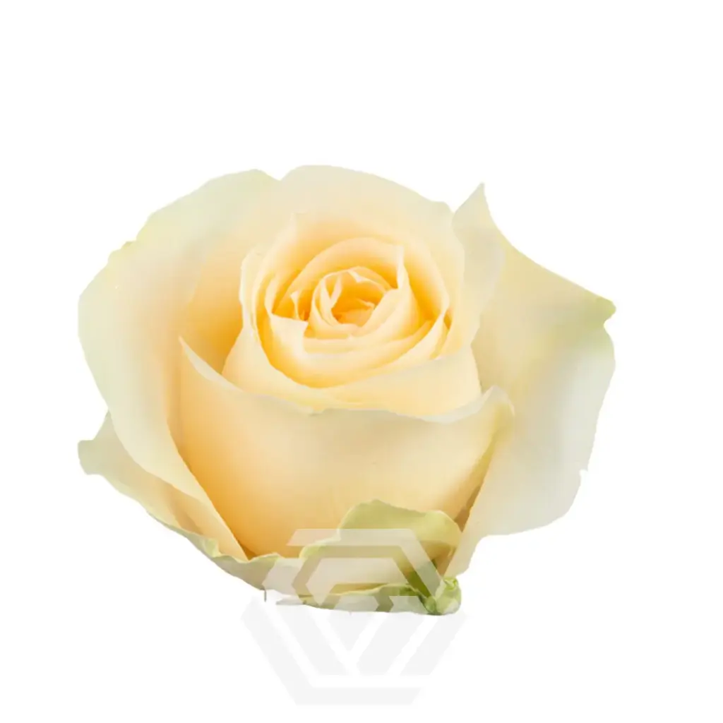 50cm Roses Peach Avalanche