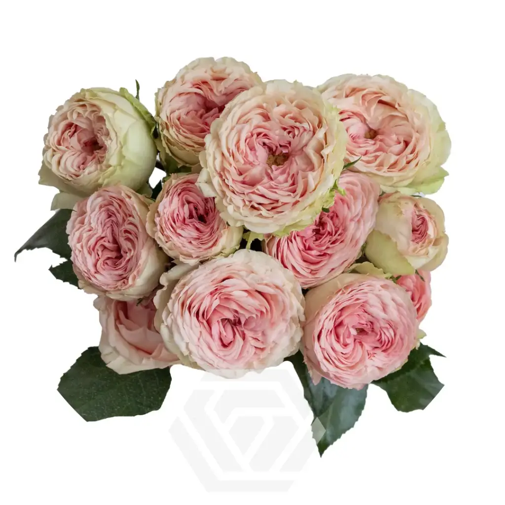 Spray Roses Light Pink Bridal Jewel 