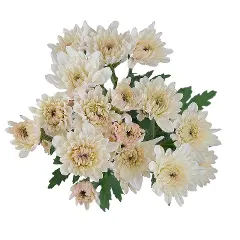 Chrysanthemums Cream Candy 