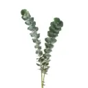 V26 Eucalyptus Baby Blue  