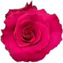 M26 40cm Roses Hot Pink Explorer