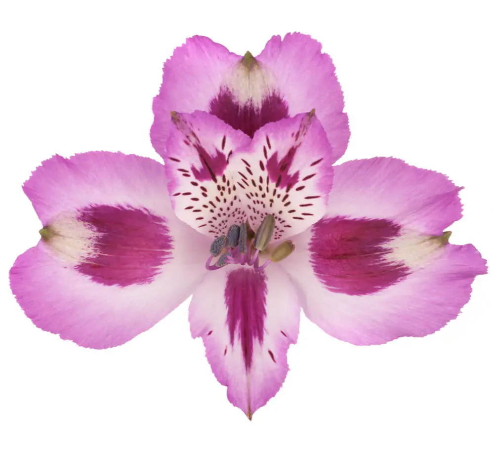 80cm Alstroemerias Lilac Bella