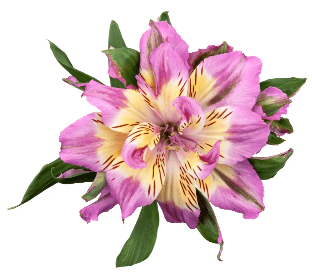 Astranovas Dark Pink Ancha
