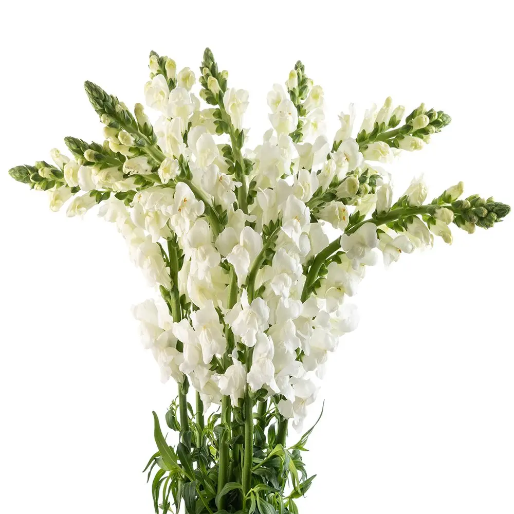 Snap Dragon White 