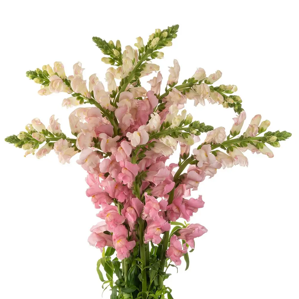 Snap Dragon Pink 