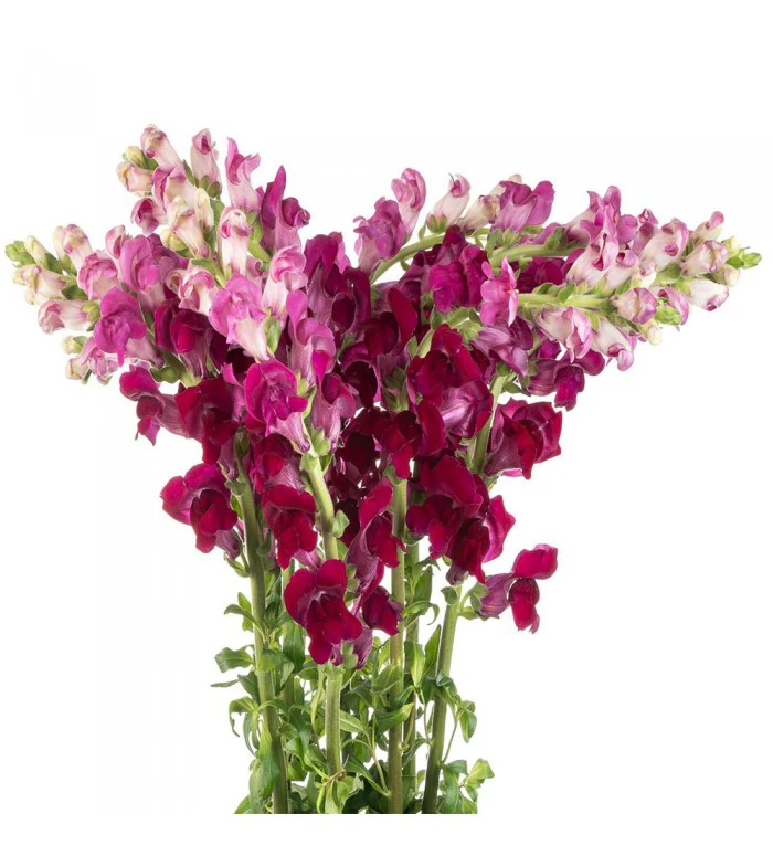 Snap Dragon Purple