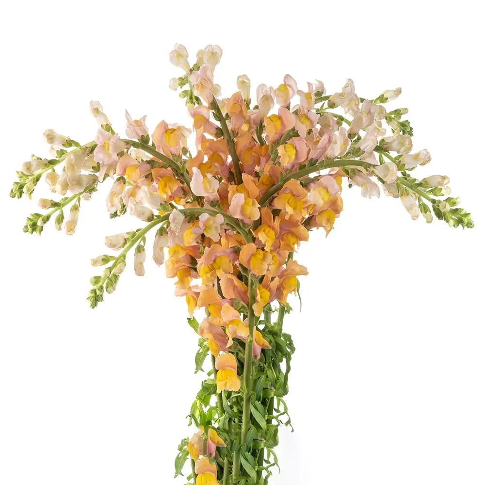 Snap Dragon Orange 