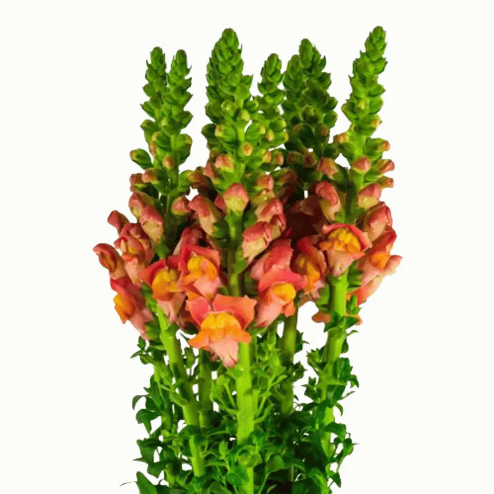 Snap Dragon Orange 