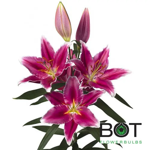 Oriental Lilies Pink Metropolitan 
