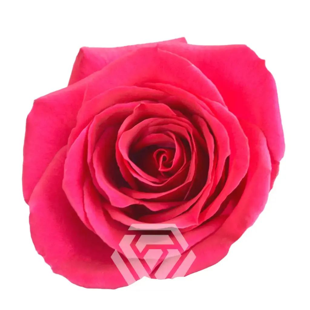 40cm Roses Hot Pink Queenberry  