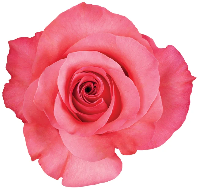 50cm Roses Medium Pink Love 
