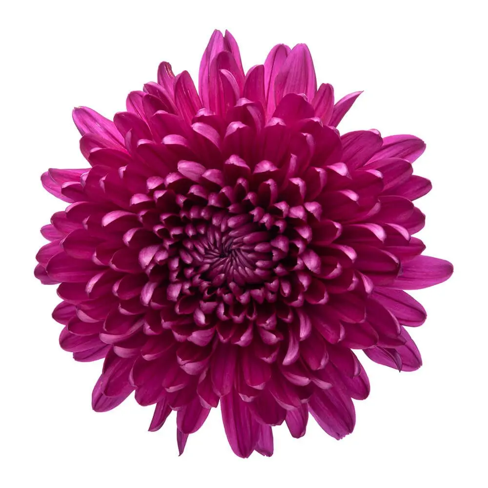 (A) V26 Cremons Purple Andrea