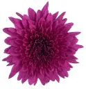 AL26 Cremons Purple Lamira