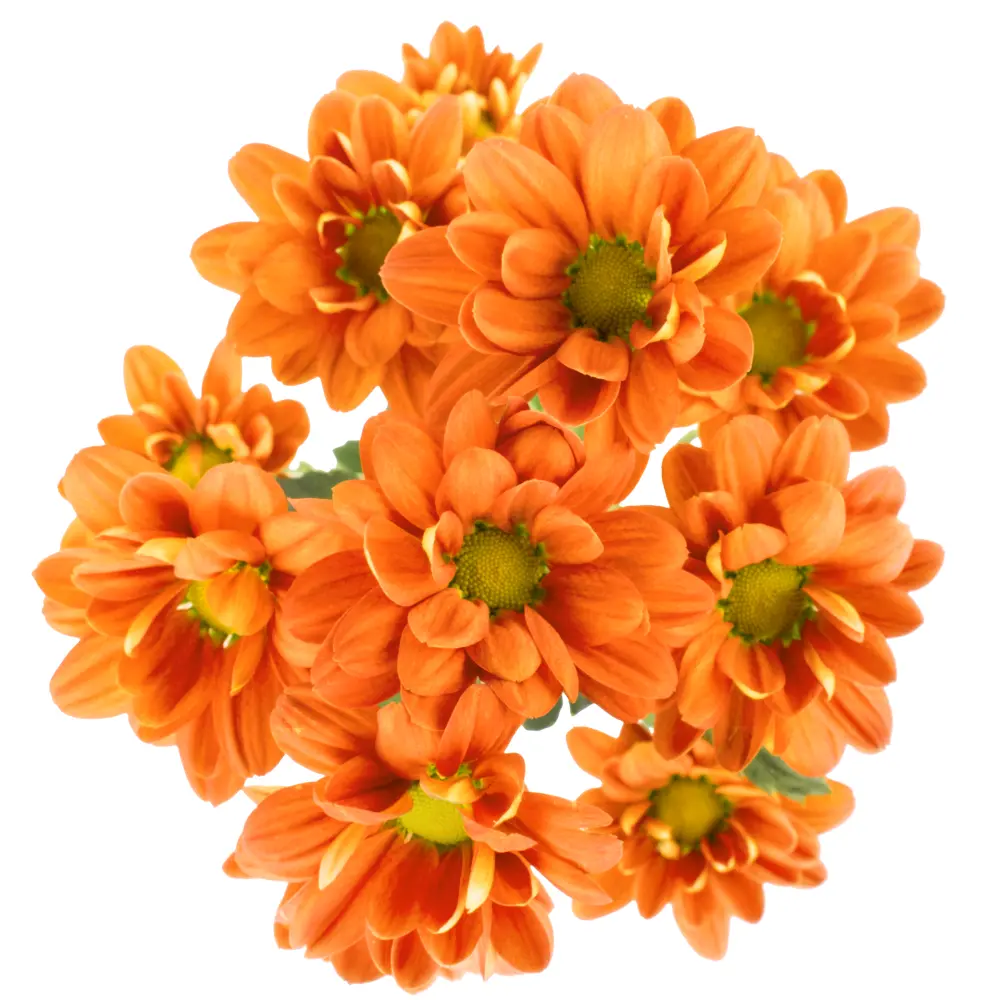 Daisies Dark Bronze Stone