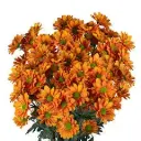 Daisies Bronze Stone